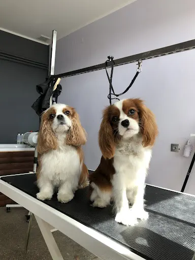 Psi fryzjer DogFam. (salon pielęgnacji psów)